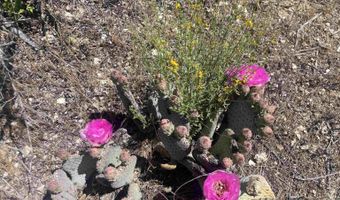 56795 Cain Rd, Anza, CA 92539