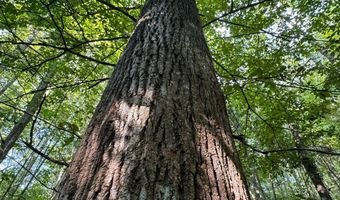 0 Military Rd, Beaverton, AL 35544