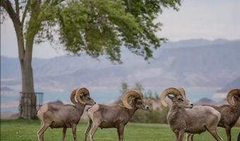1341 Saddle Ln, Boulder City, NV 89005