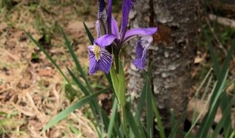 168 Mertz Pl Lot 65, Angel Fire, NM 87710