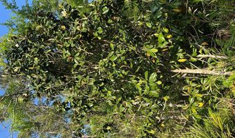 135 Water Oaks Way, Apalachicola, FL 32320