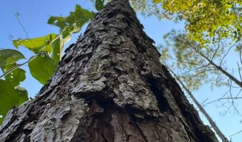 0 Military Rd, Beaverton, AL 35544