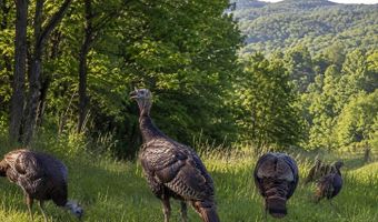 88 Cherry Ln, Arbovale, WV 24915