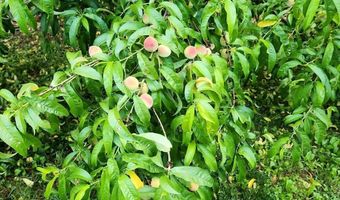 3416 Saint Andrews Dr, Baneberry, TN 37890