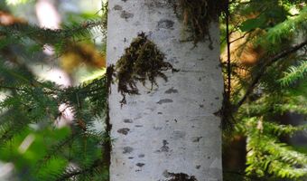 Van Horn 140 Rd, Alsea, OR 97324