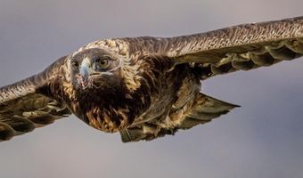 93 Copperleaf Dr, Cody, WY 82414