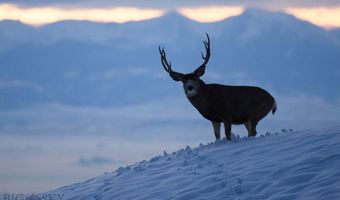 8906 Gold Dust Trl, Bozeman, MT 59715