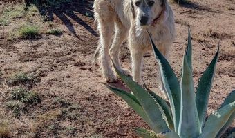 240 Sendero Horse Thief, Alpine, TX 79830