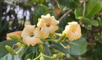 50 Pauwela Rd A, Haiku, HI 96708