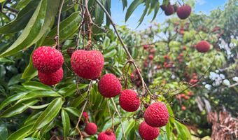29-613 CHIN CHUCK Rd, Hakalau, HI 96710