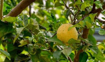 480 Kenolio Rd 23-104, Kihei, HI 96753