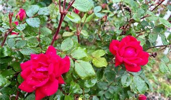 1044 S Liberty Ave, Alliance, OH 44601