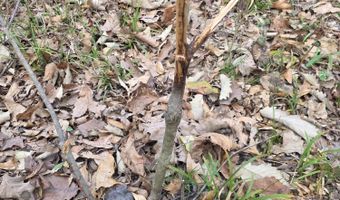 U.S. Highway 51, Bogue Chitto, MS 39629