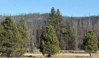 Bull Pine, Beatty, OR 97621