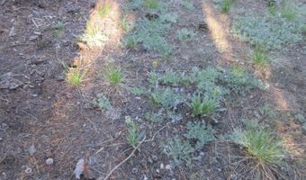 175 Silver Tip Dr, Bear Valley, CA 95223