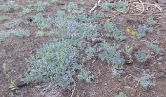 175 Silver Tip Dr, Bear Valley, CA 95223