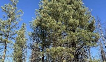 Bull Pine, Beatty, OR 97621