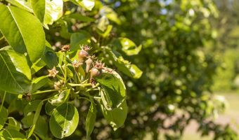 9275 SE TERRACE VIEW Ct, Amity, OR 97101