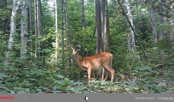 TBD Net River, Amasa, MI 49903