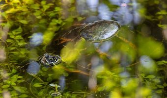 3974 BUTTON SAGE Rd, Alva, FL 33920