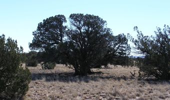 9 N9131, Concho, AZ 85924