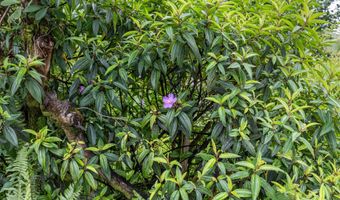 PARADISE DR, Keaau, HI 96749