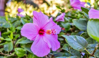 2531 S Kihei Rd C-620, Kihei, HI 96753