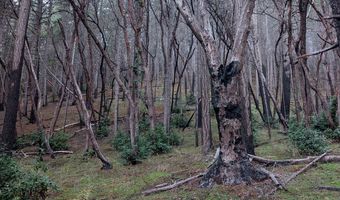 188 PISQUALLY Ln, Azalea, OR 97410