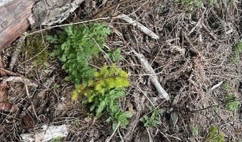 Northrup Creek Rd, Birkenfeld, OR 97016