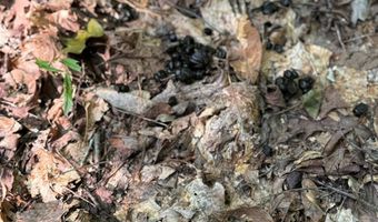 0 Military Rd, Beaverton, AL 35544