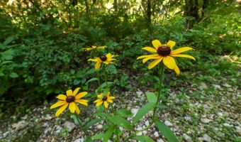 Private Drive Off Of Fr 1245, Aurora, MO 65605