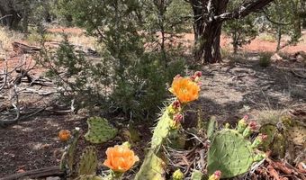 488 B & C Scorpion, Ash Fork, AZ 86320