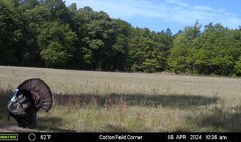 TBD Binnicker Bridge Road, Bamberg, SC 29003