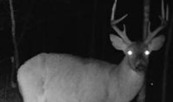 County Road 529, Ava, MO 65608