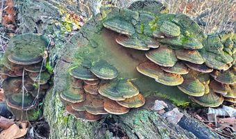 4775 S 50th Rd, Aldrich, MO 65601