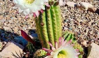 1030 S Barrel Cactus Rdg 108, Benson, AZ 85602