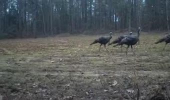 Pleasant Hill Road, Ashland, MS 38603