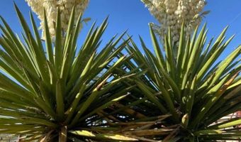 200 Lake Ament Rd, Alpine, TX 79830