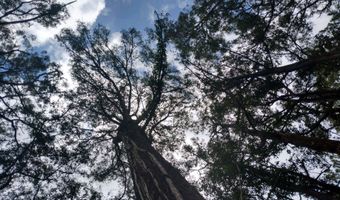 46-3821 PUAONO Rd 107, Honokaa, HI 96727