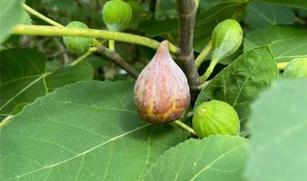 24415 NW 90TH Pl, Alachua, FL 32615