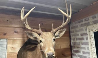 34655 Co Rd 49, Beaverton, AL 35544