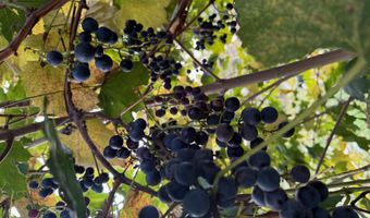 15900 28 Mile Rd, Albion, MI 49224