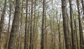 Zig Zag, Big Sandy, TN 38221