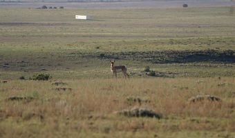 Lot 55 Concho Lakeland, Concho, AZ 85924