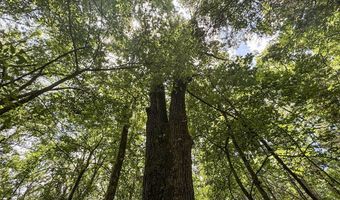Pine Lodge Road, Batesville, MS 38606