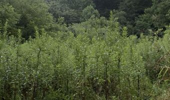 Collins Road, Blaine, TN 37709