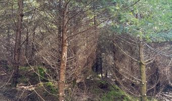 Steer Creek Rd, Blodgett, OR 97326