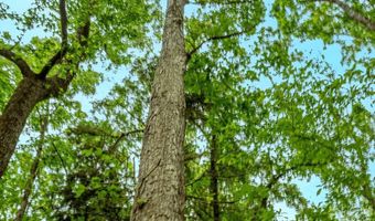 Franklin Dr, Batesville, MS 38606