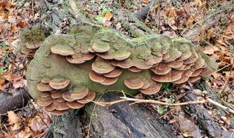 4775 S 50th Rd, Aldrich, MO 65601