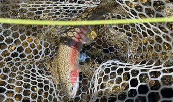 ID-75, Bellevue, ID 83313